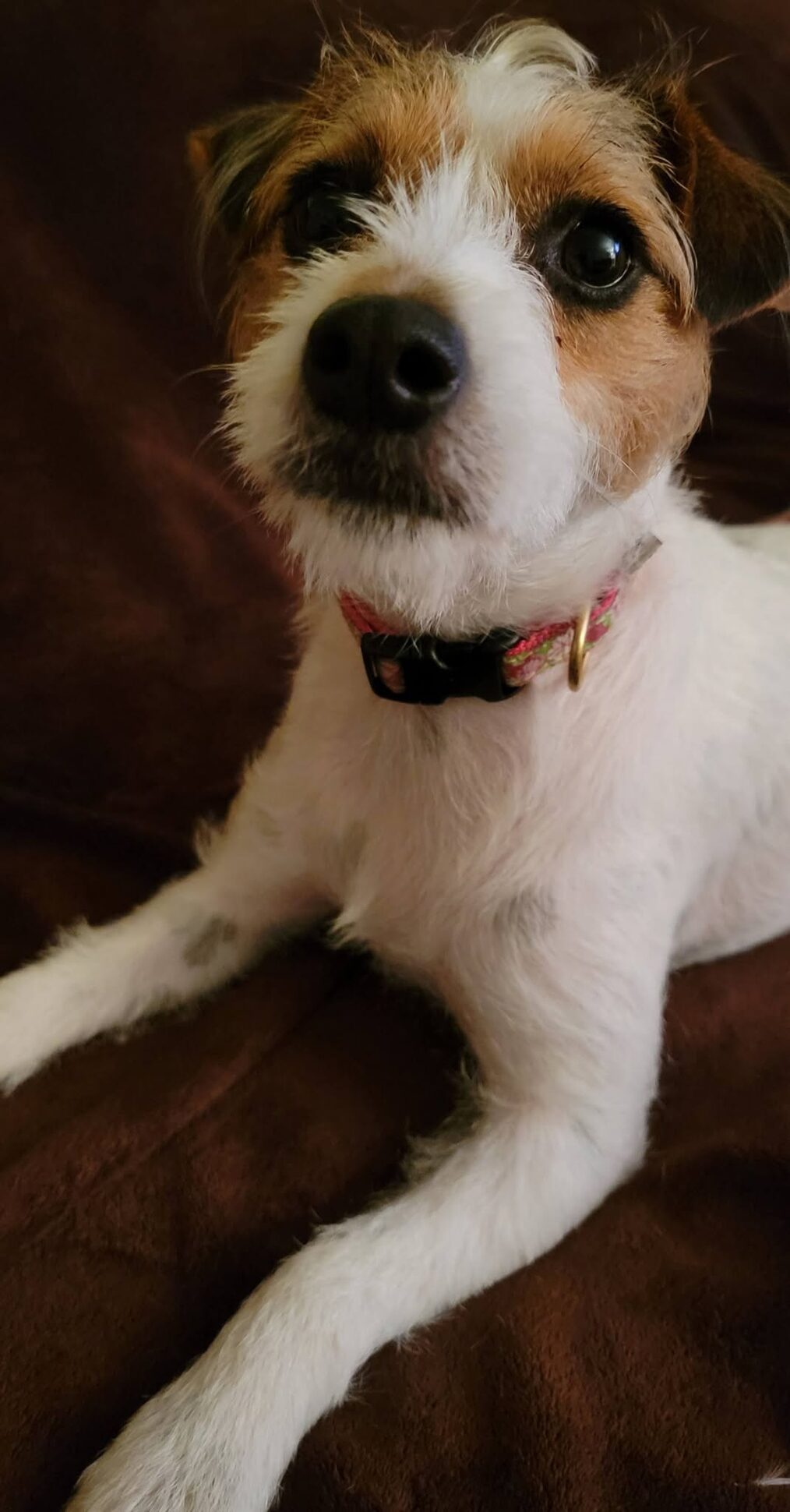 Rosie the Jack Russell terrier relaxing on a couch